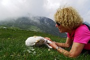 65 Stelle alpine per Stelina 'alpina' !